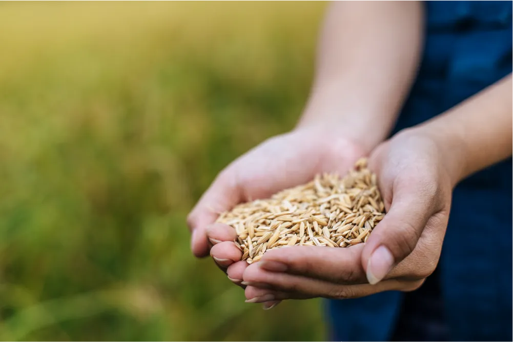 Gạo 150 Yên Phụ